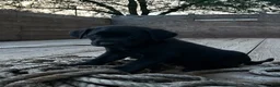 Sheprador dogs for sale: Carbon - Ad 3