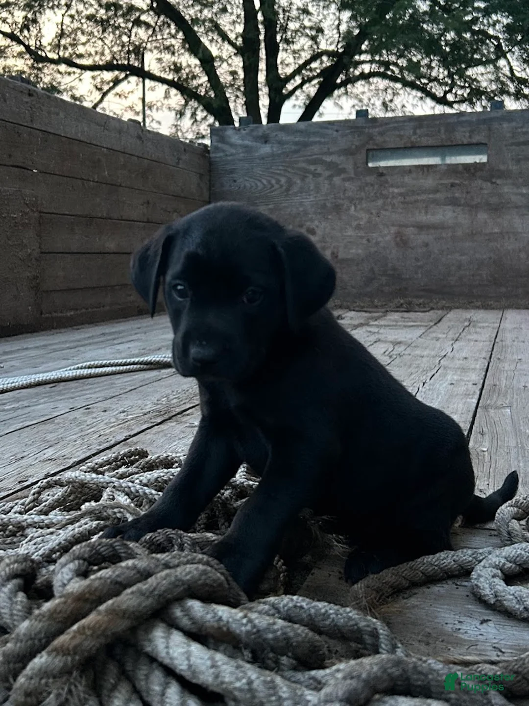 Sheprador dogs for sale: Carbon - Ad 3