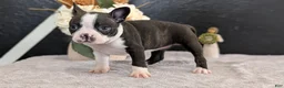 Boston Terrier dogs for sale: Mya - Ad 11