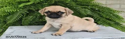 Pug dogs for sale: Edison - Ad 3