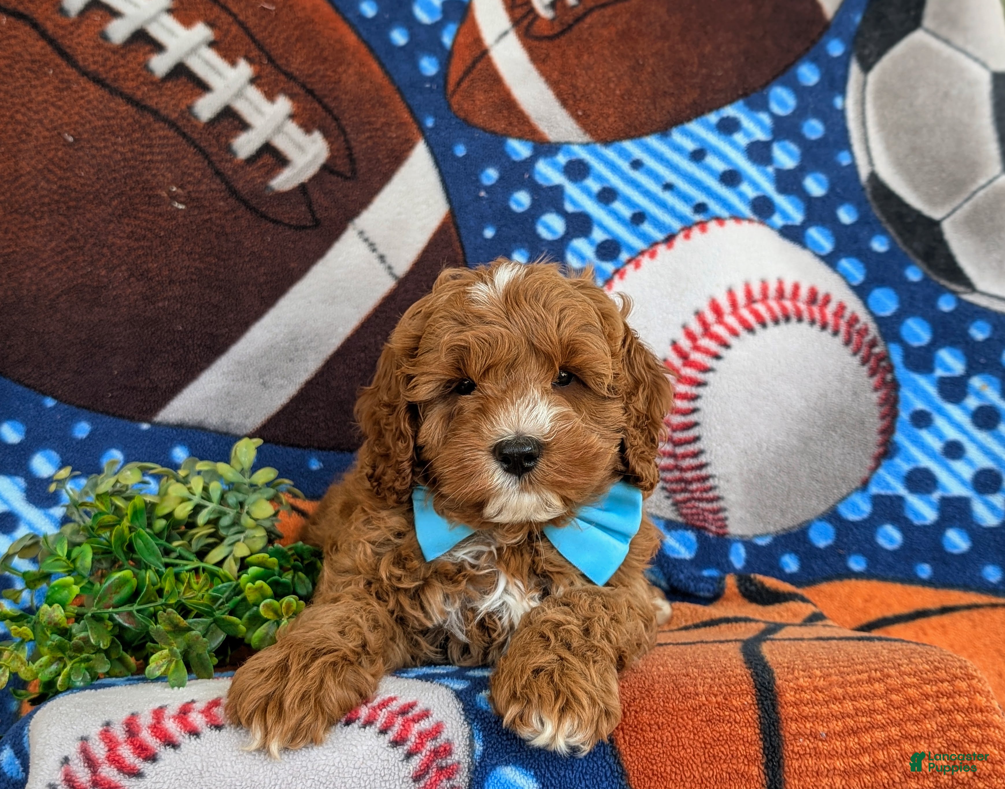Cavapoo dogs for sale: Oliver Hypoallergenic - Ad 6