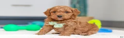 Mini Goldendoodle dogs for sale: Mack - Ad 5