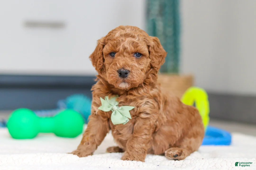 Mini Goldendoodle dogs for sale: Mack - Ad 5