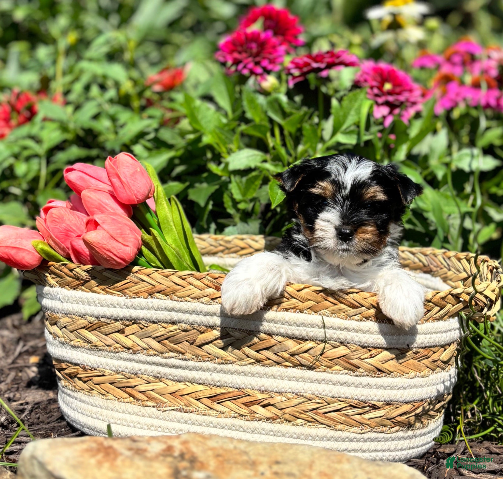 Biewer Terrier dogs Biewer Terrier 1 - Ad 2