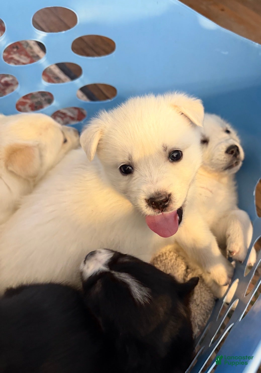 Goberian dogs Bear - Ad 19