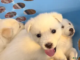 Goberian dogs Bear - Ad 8