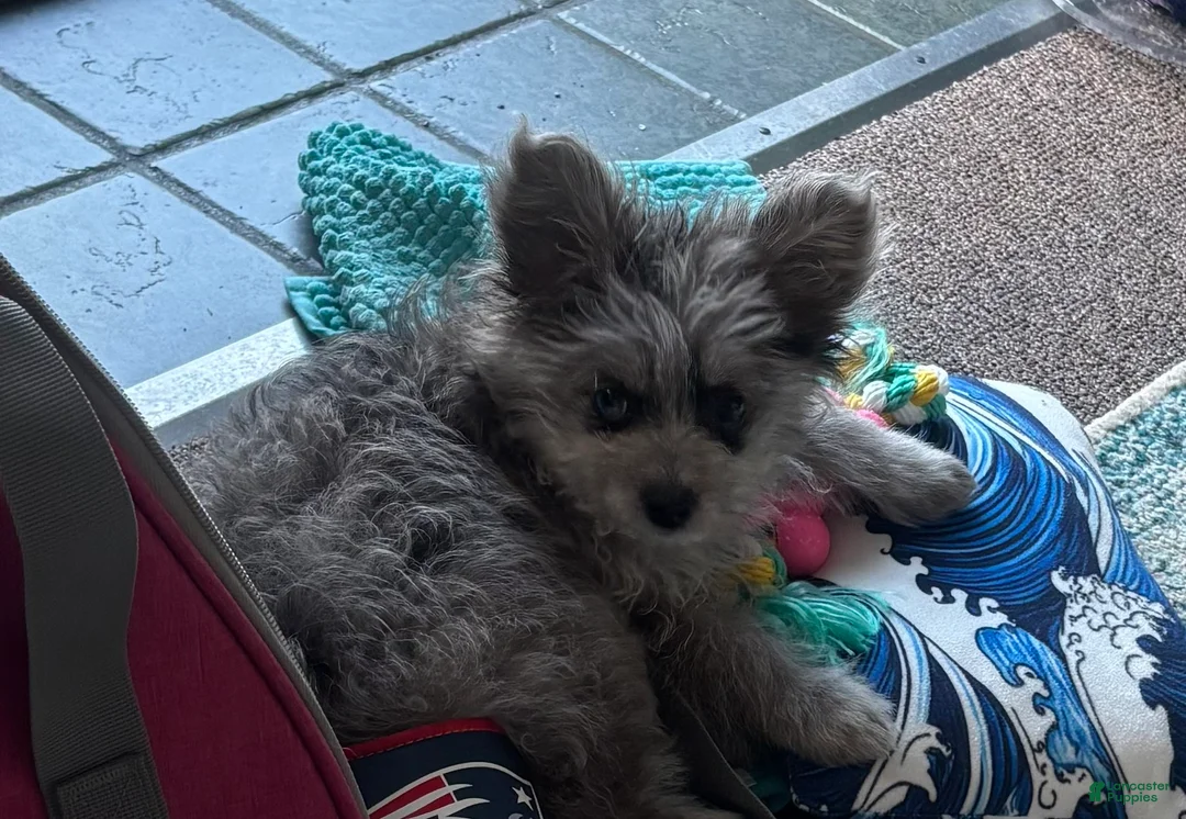 Pomapoo dogs for sale: Pomapoo Puppy 3 - Ad 2