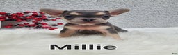 French Bulldog dogs for sale: Millie - Ad 2