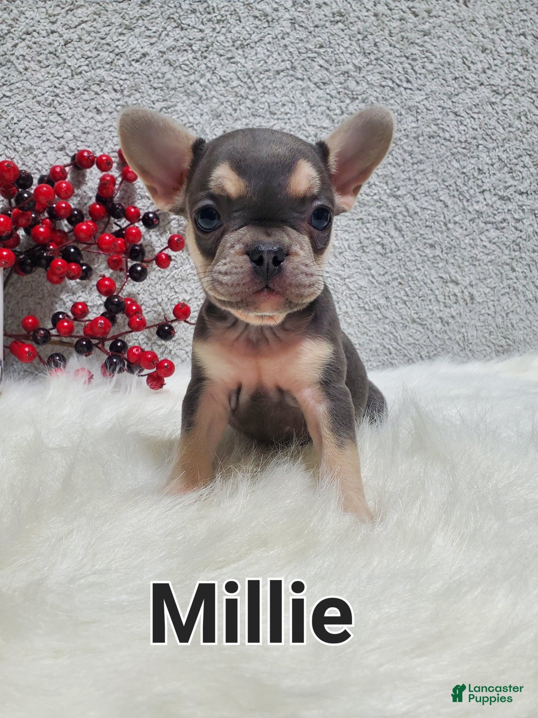 French Bulldog dogs for sale: Millie - Ad 2