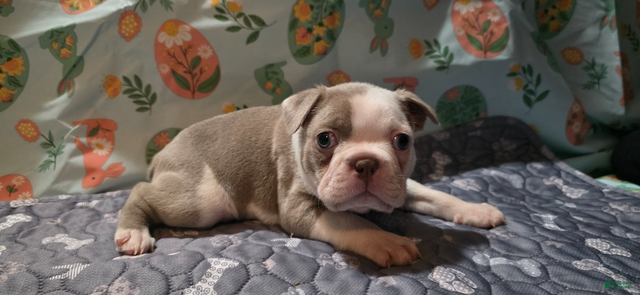 Boston Terrier dogs Caramel  - Ad 1