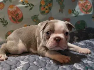 Boston Terrier dogs for sale: Caramel - Ad 3