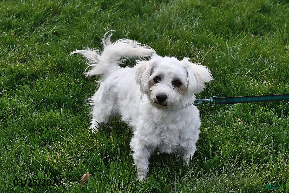 Bichon Frise dogs Holly - Ad 1