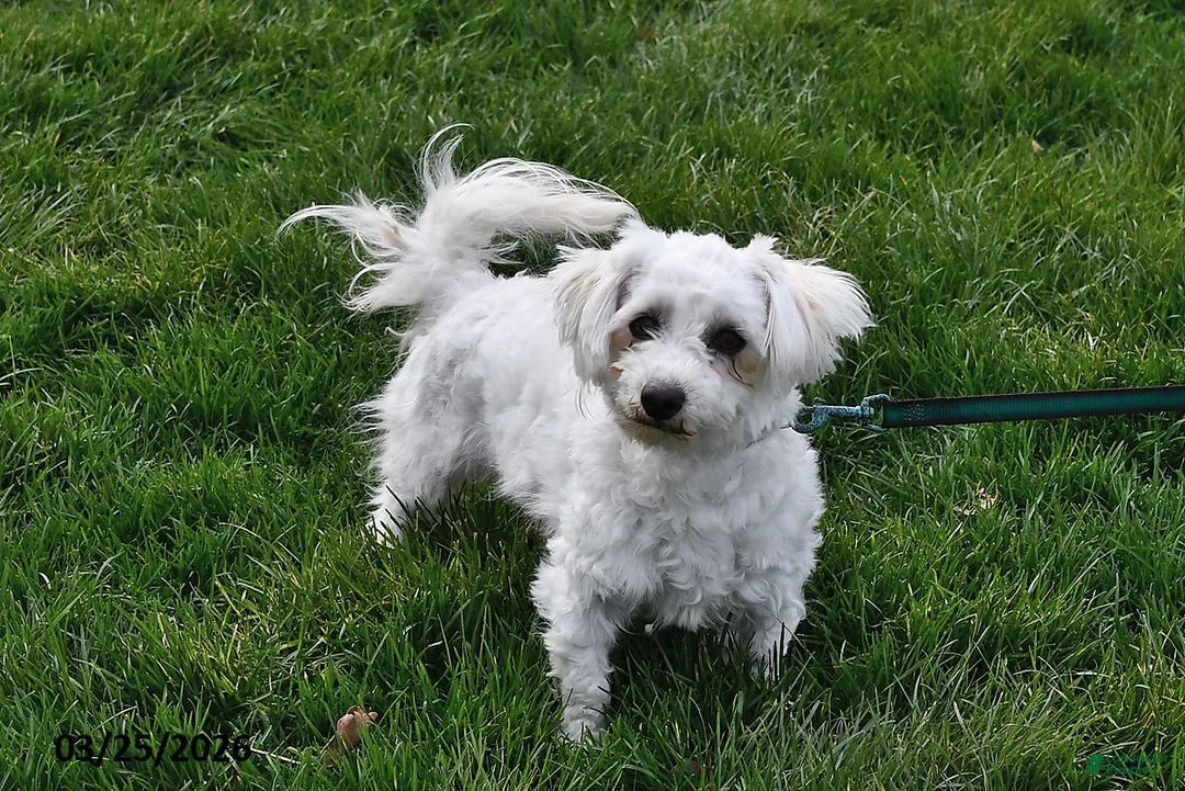 Bichon Frise dogs for sale: Holly - Ad 1