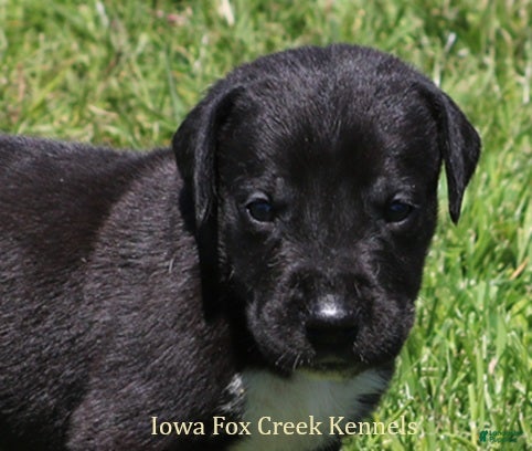 Great Dane dogs MIlo - Ad 8