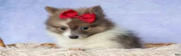 Pomeranian dogs for sale: Everest🐾 - Ad 18