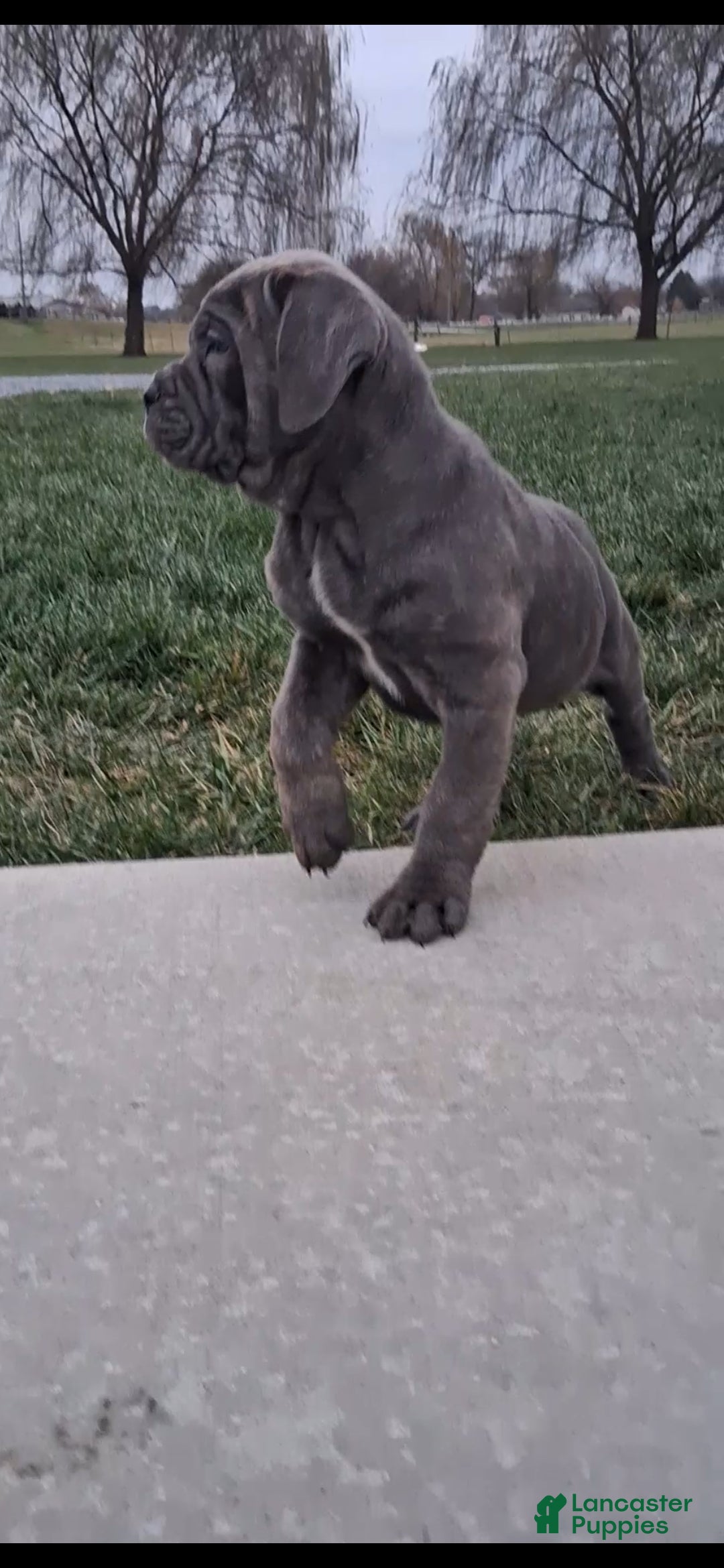 Cane Corso dogs for sale: Sheila - Ad 3