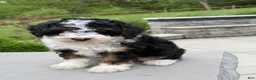 Miniature Poodle dogs for sale: Lihah - Ad 11