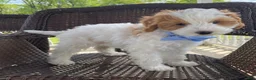 Cavapoo dogs for sale: Ernie - Ad 1