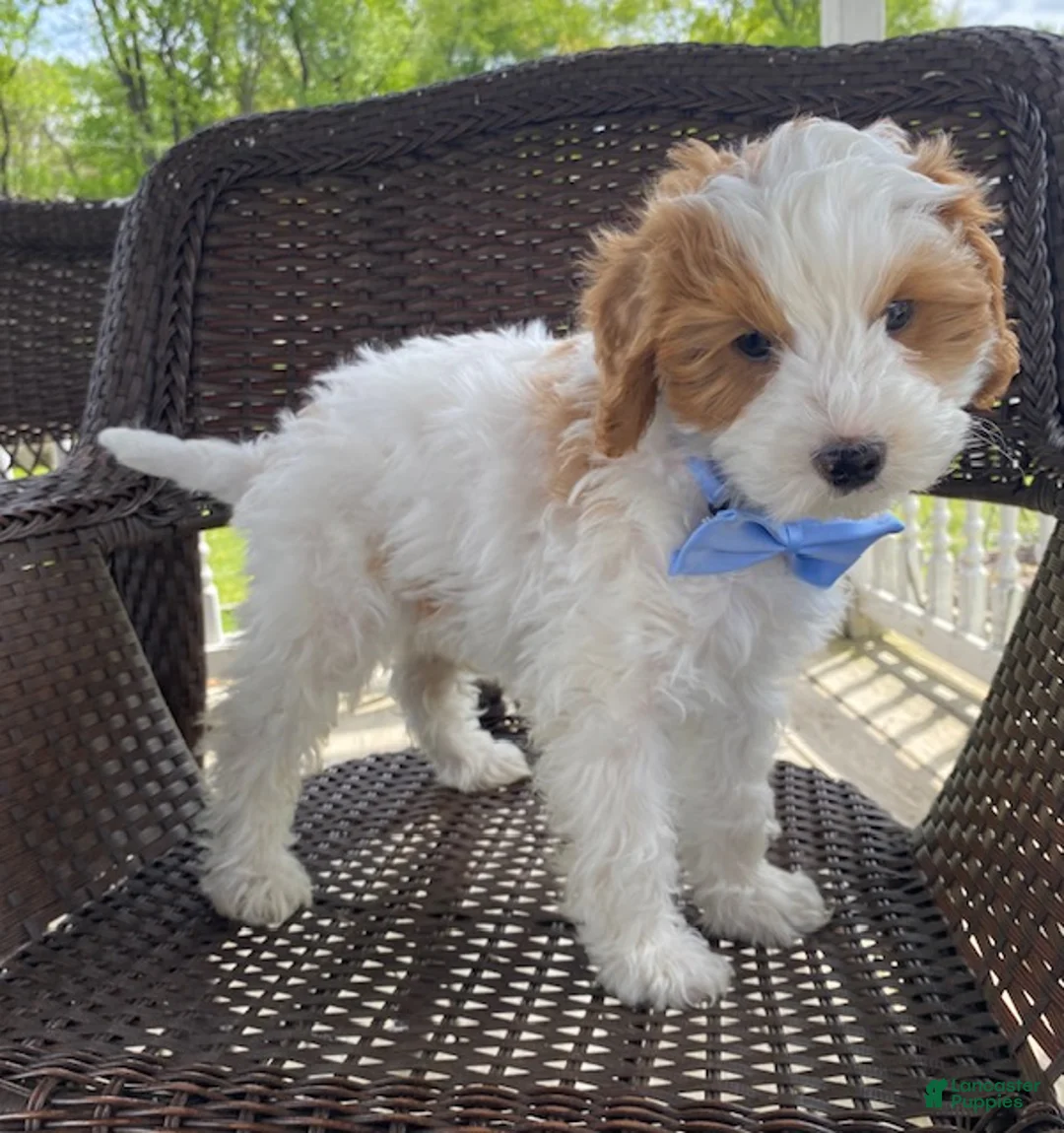 Cavapoo dogs for sale: Ernie - Ad 1