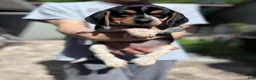 Beagle dogs for sale: Nadia 💛 - Ad 7