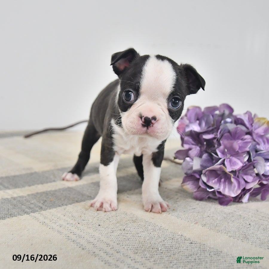 Boston Terrier dogs Edgar - Ad 2