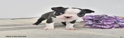 Boston Terrier dogs for sale: Edgar - Ad 2