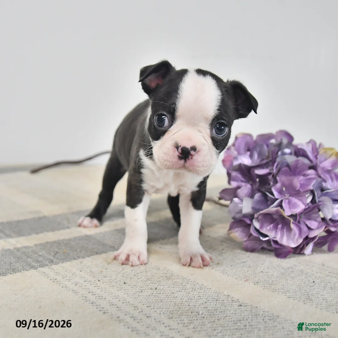 Boston Terrier dogs for sale: Edgar - Ad 2