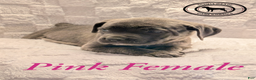 Cane Corso dogs for sale: Pink - Ad 5