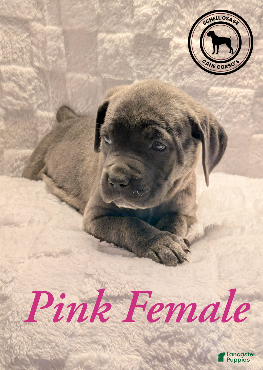 Cane Corso dogs for sale: Pink - Ad 5