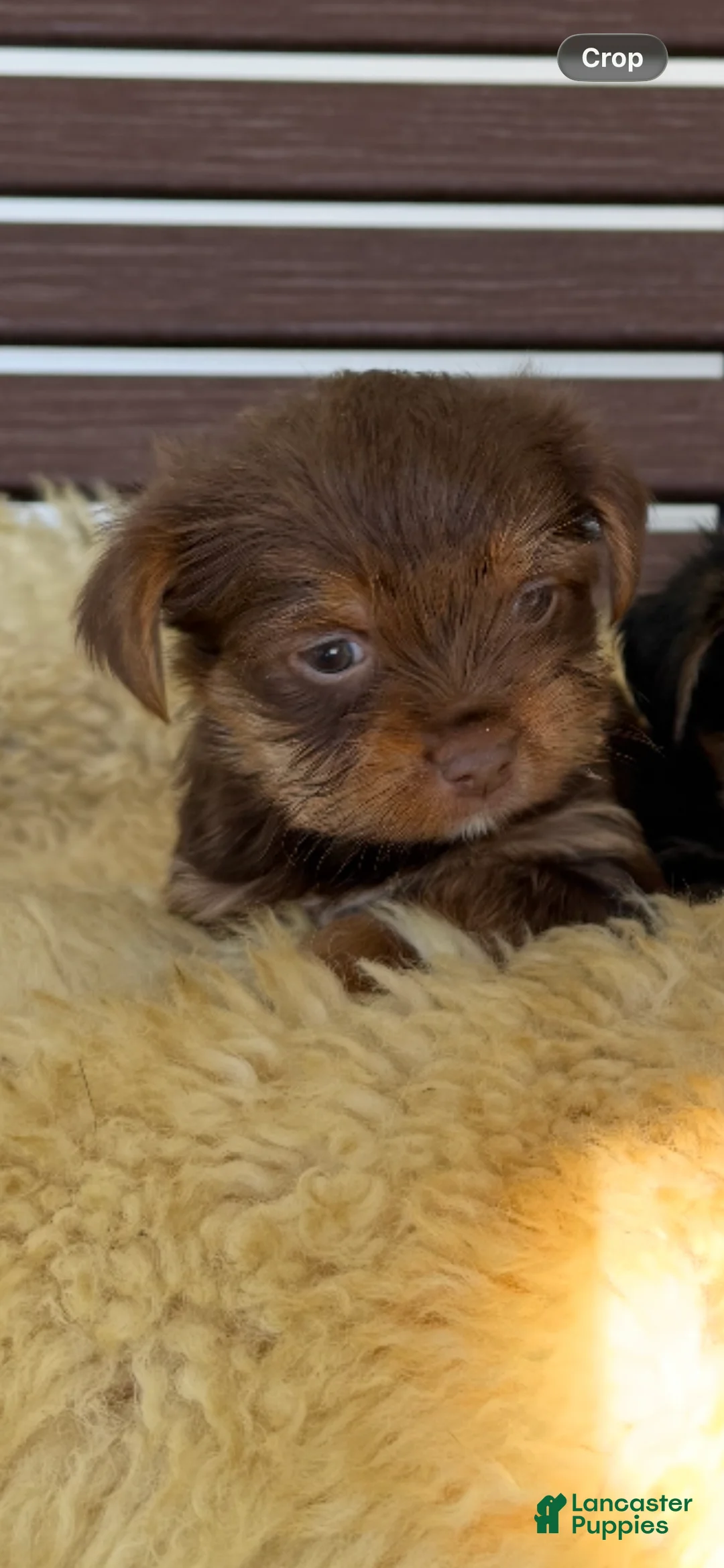 Yorkshire Terrier dogs for sale: Billy - Ad 1
