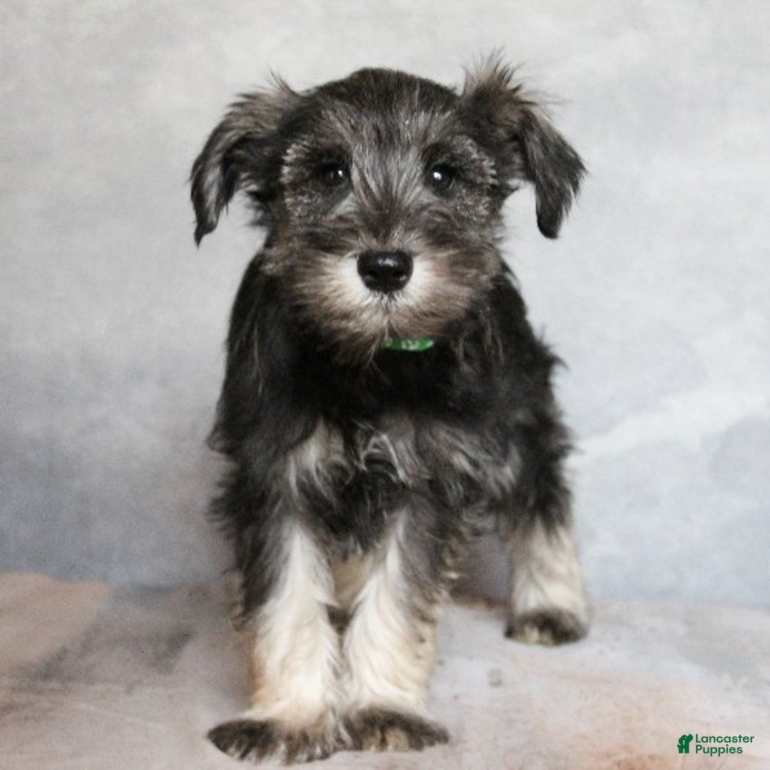 Miniature Schnauzer dogs for sale: Rowan - Ad 3