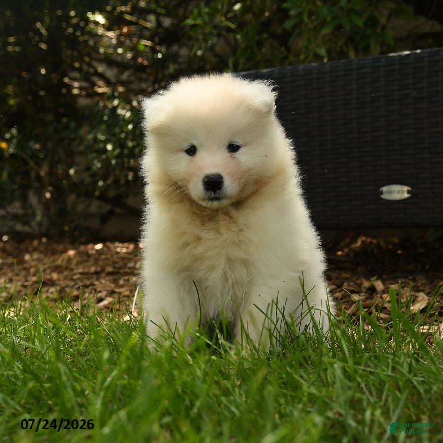Samoyed dogs Kayla - Ad 1