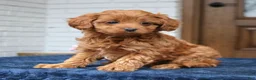 Cavapoo dogs for sale: Smith  - Ad 4