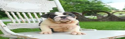 English Bulldog dogs for sale: Bonnie - Ad 4
