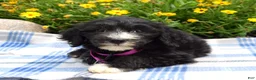 Sheepadoodle dogs for sale: Sugar - Ad 7