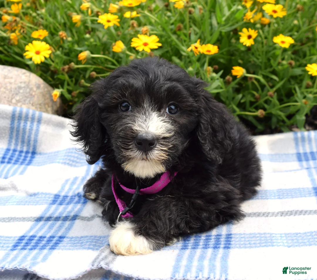 Sheepadoodle dogs for sale: Sugar - Ad 7