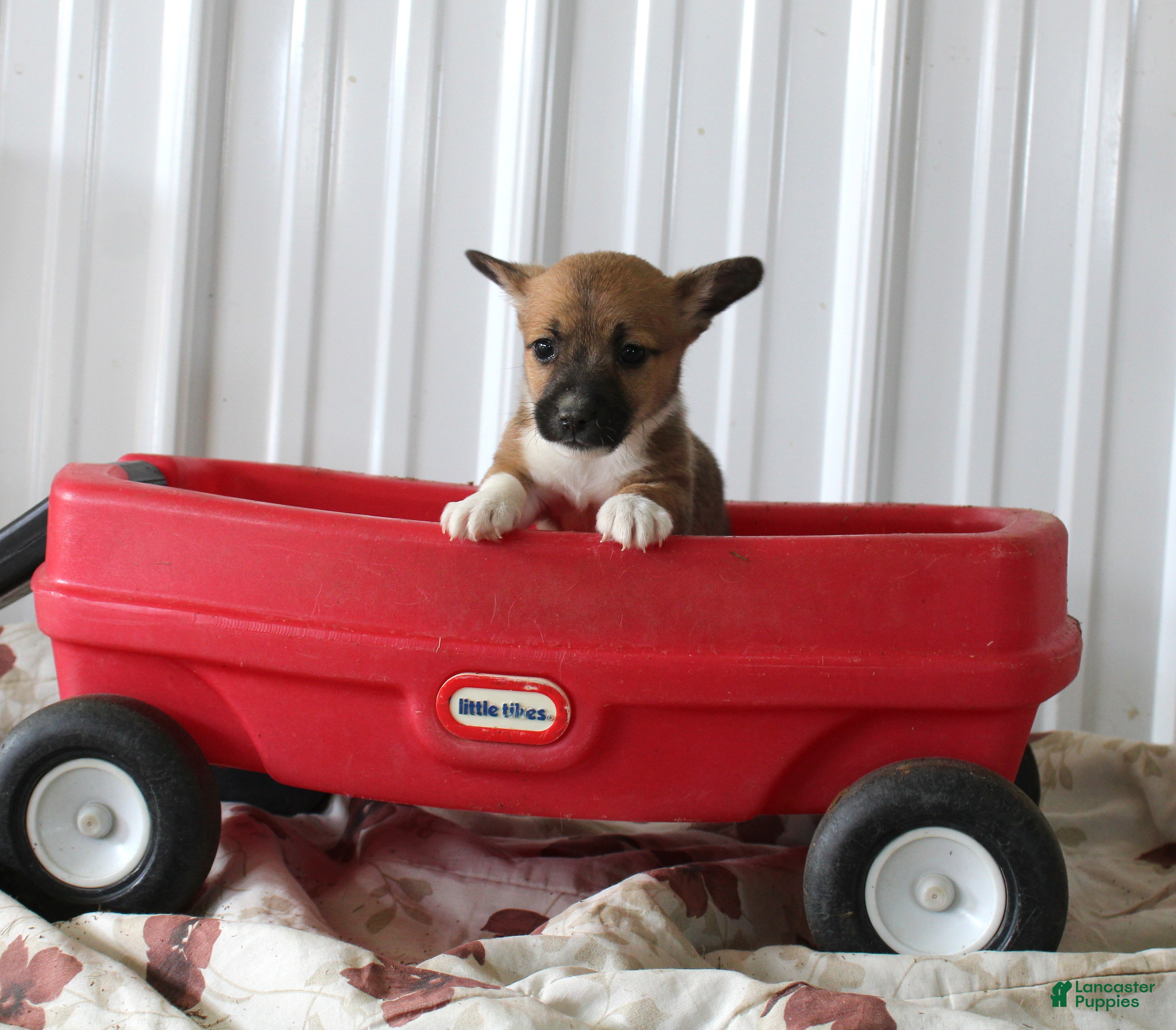 Mixed Breed dogs for sale: Stormy - Ad 2