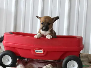 Mixed Breed dogs for sale: Stormy - Ad 2