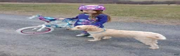 Mini Goldendoodle dogs for sale: Mountain Goldendoodle - Hazel - Ad 17