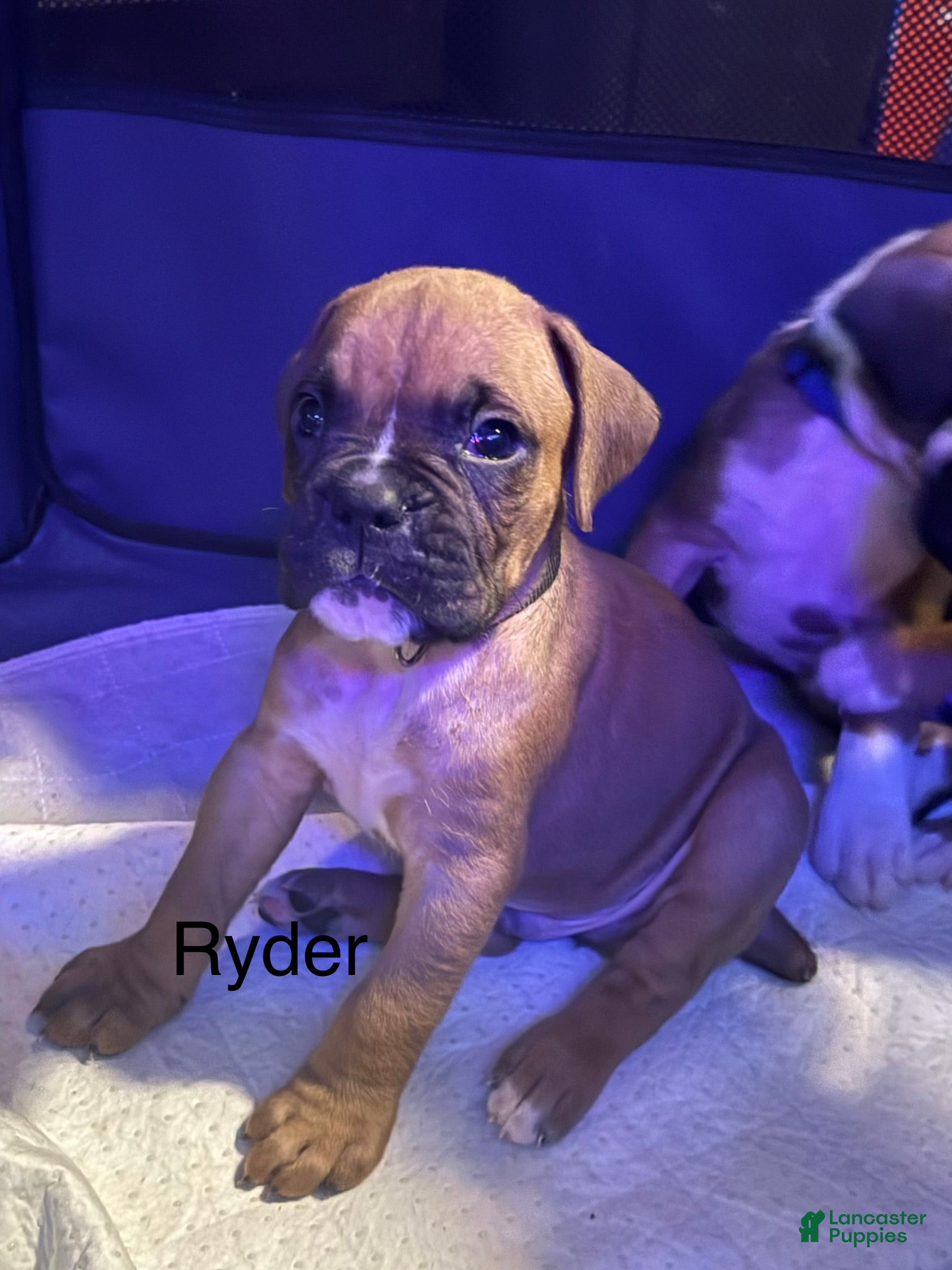 Boxer dogs Ryder - Ad 18