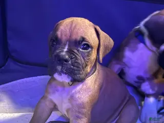 Boxer dogs Ryder - Ad 18