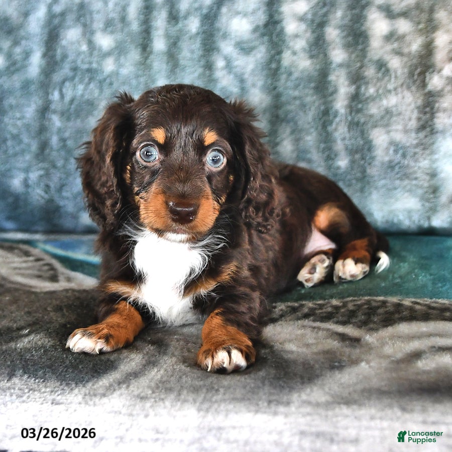 Miniature Dachshund dogs Betsy - Ad 1