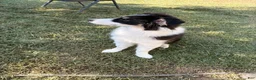 Australian Shepherd dogs for sale: Banjo the Aussie - Ad 2