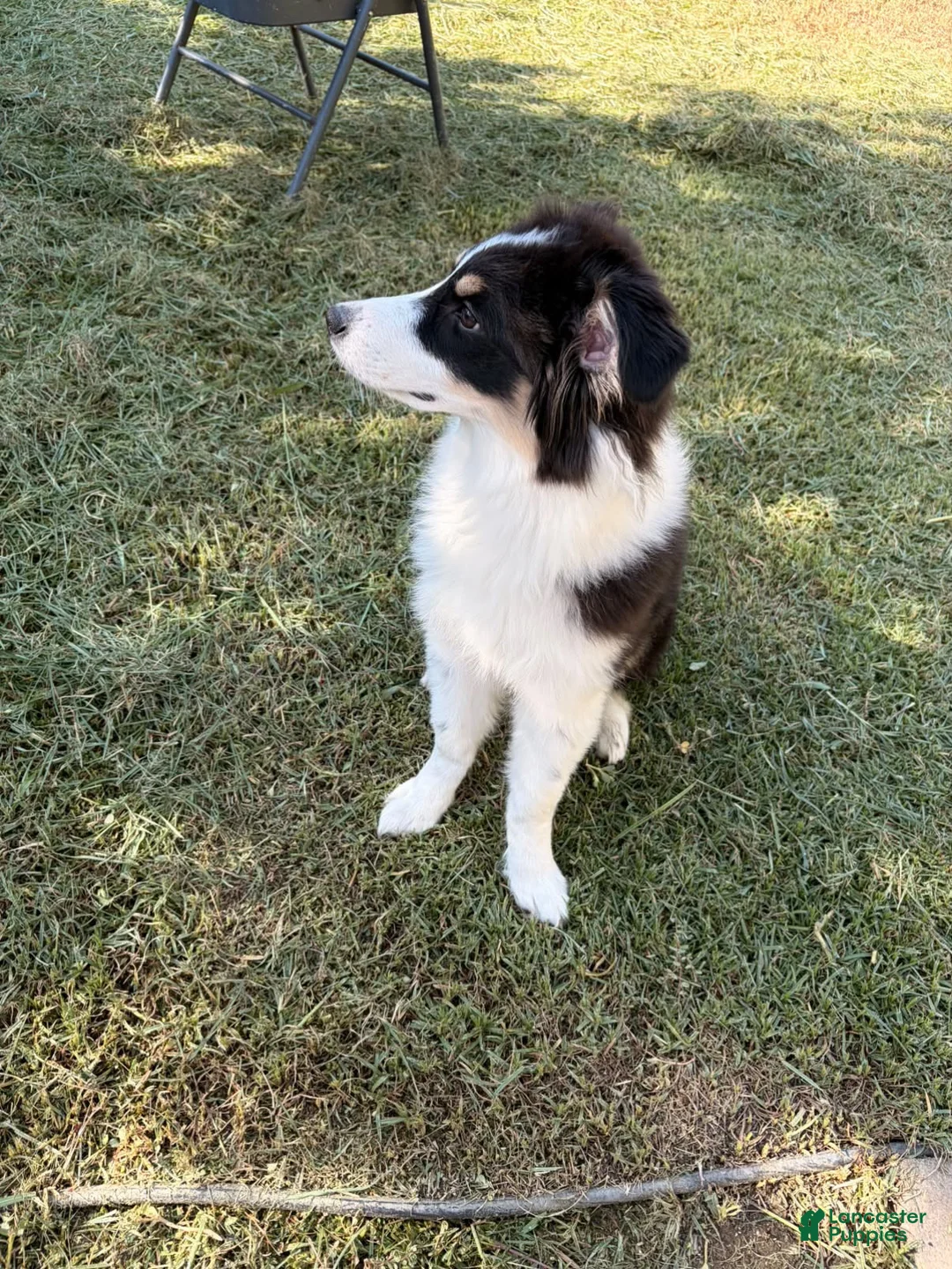 Australian Shepherd dogs for sale: Banjo the Aussie - Ad 2