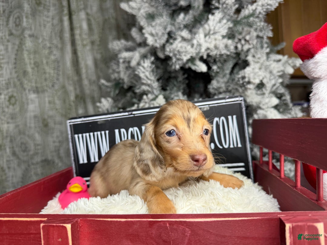 Miniature Dachshund dogs for sale: Bright blue eye - Ad 22