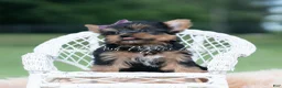 Yorkshire Terrier dogs for sale: Sugar Plum - Ad 1