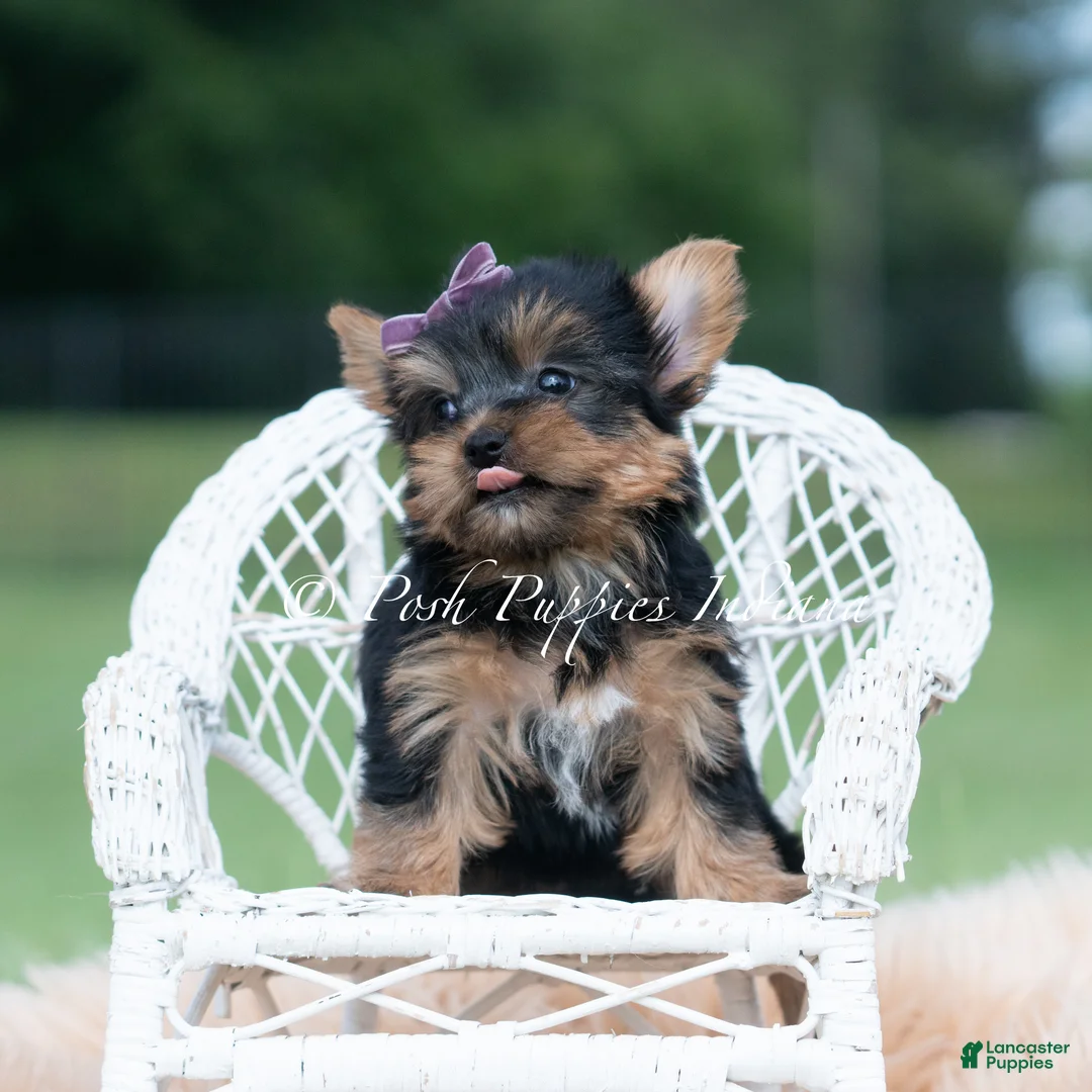 Yorkshire Terrier dogs for sale: Sugar Plum - Ad 1