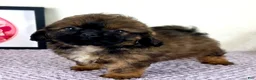 Shihpoo dogs for sale: Regina - Ad 3