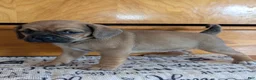 Puggle dogs for sale: Kenzie  - Ad 4