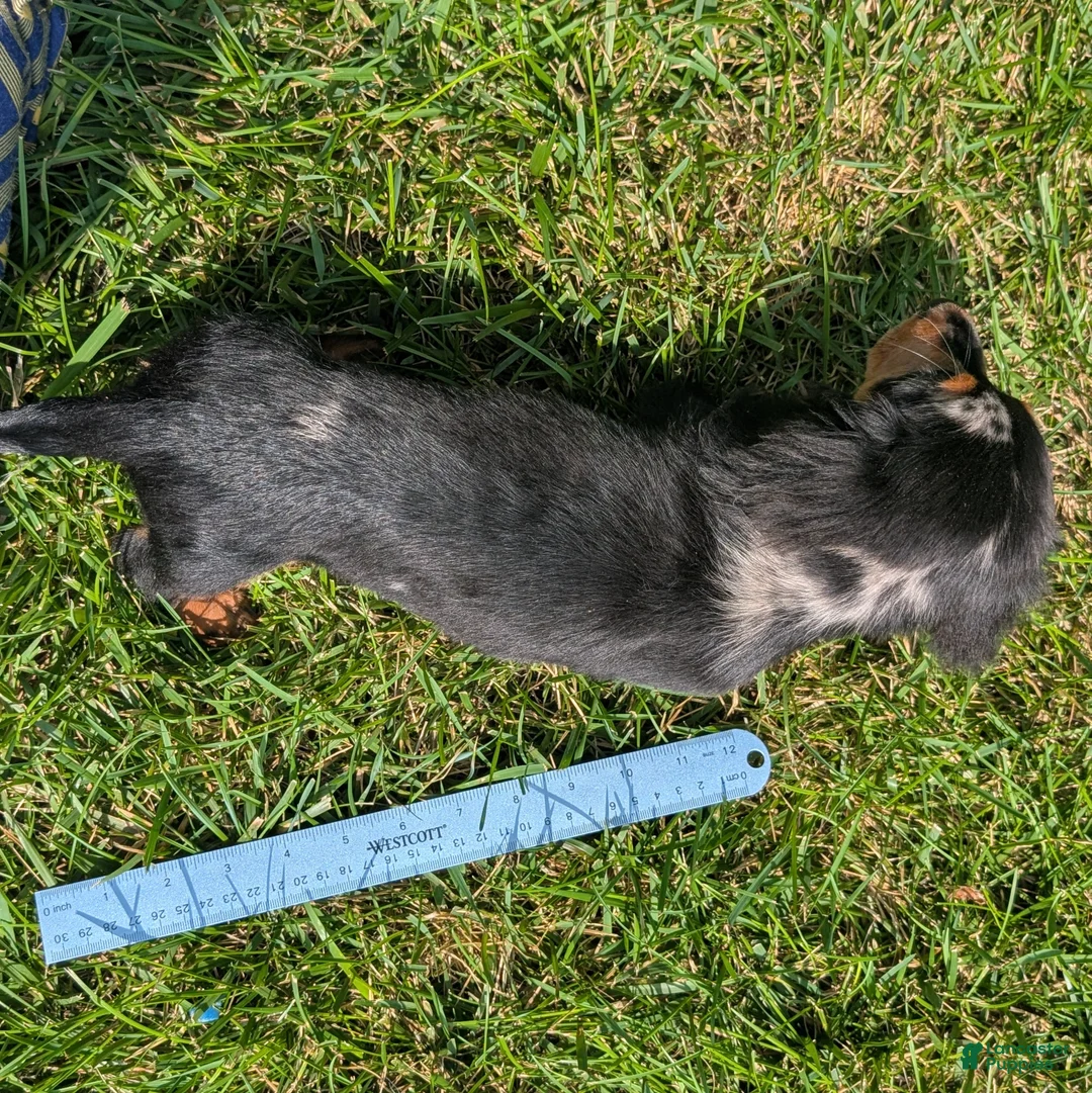 Miniature Dachshund dogs for sale: Miniature Dachshund 2 - Ad 11